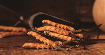 什么是斷草？斷草和冬蟲夏草的區(qū)別和購買常識