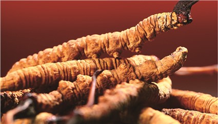 冬蟲夏草生長(zhǎng)與生態(tài)環(huán)境的關(guān)系