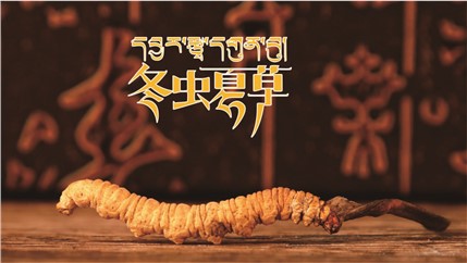 那曲新鮮冬蟲夏草什么時(shí)候采挖？